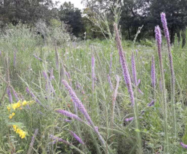 Liatris