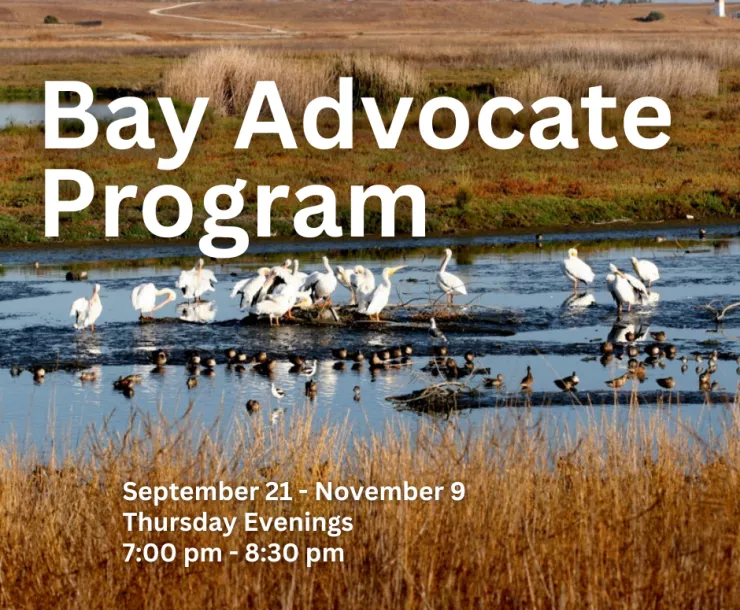 Bay Advocate Program