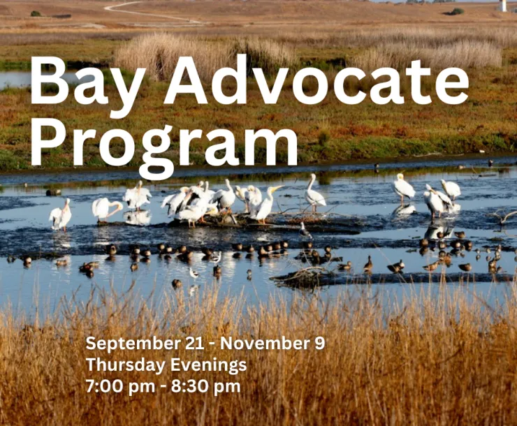 Bay Advocate Program