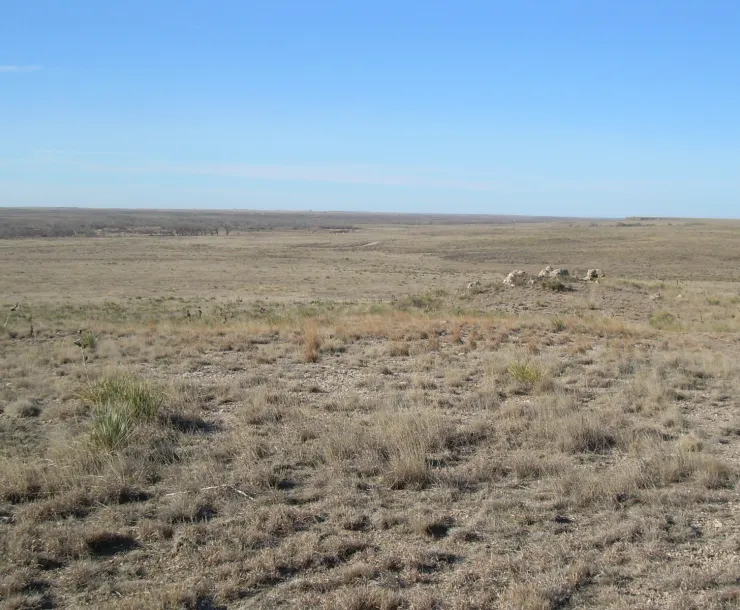 Blue sky, expanse of beige grasslands