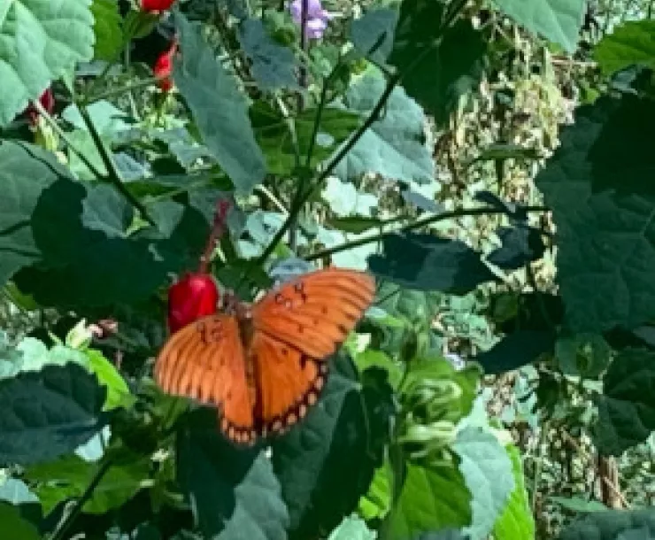 Gulf Fritillary on turks cap