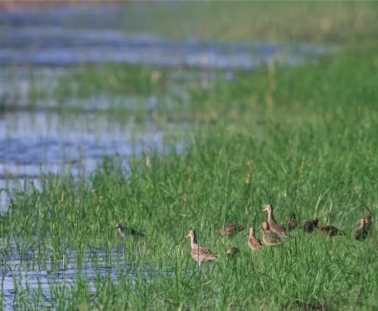 Marbled godwits in Quivira National Wildlife Refuge wetlands