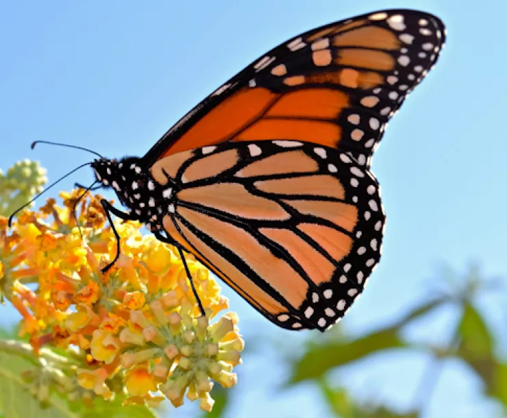 Monarch butterfly
