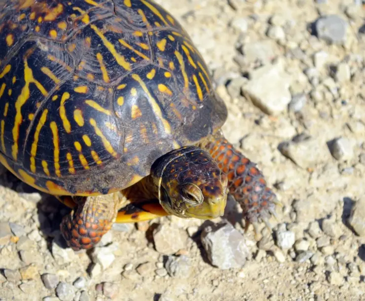 turtle with yellow stripes