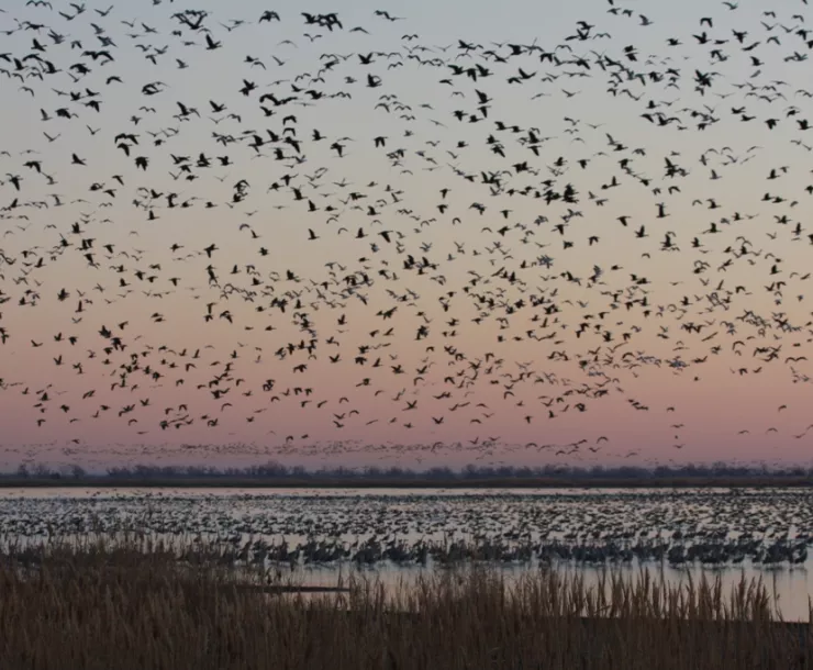 Bird-filled skies over wetlands