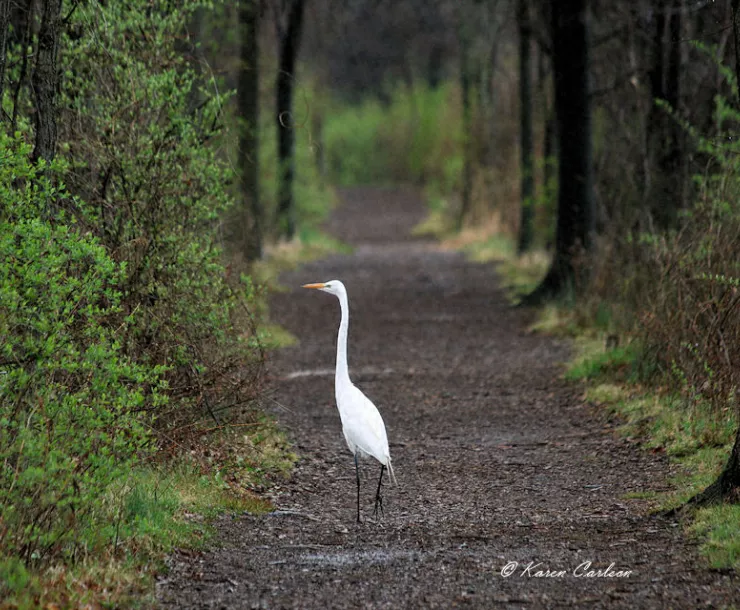 Great white heron on the trail at Wildwood Park