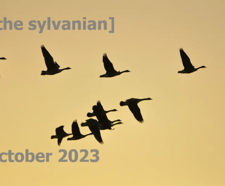 Geese in sillouette against a yellow sky