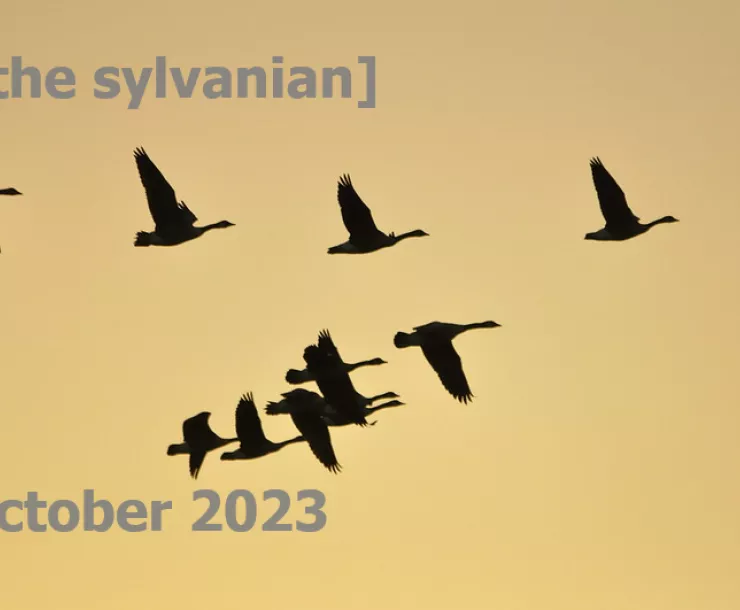 Geese in sillouette against a yellow sky