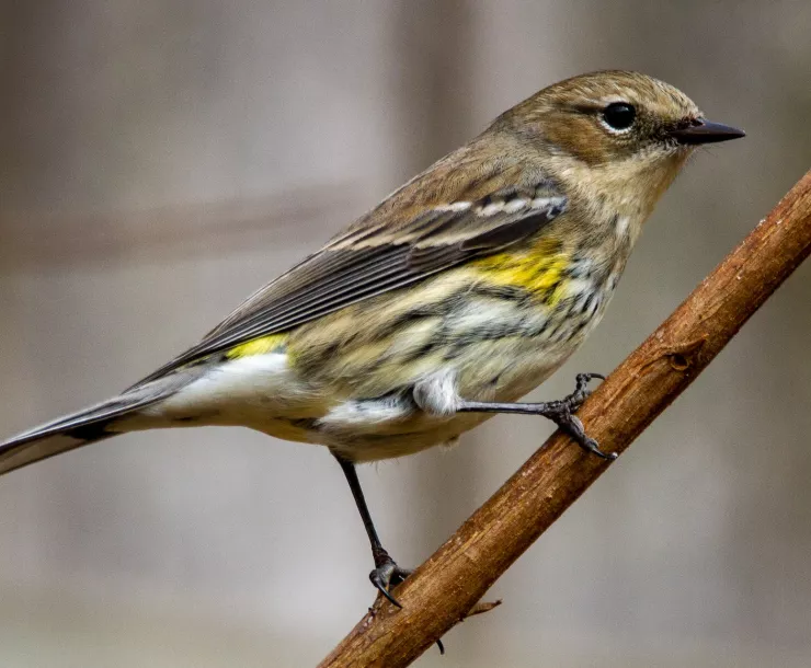 A yellow-rumped warbler perched on a crepe myrtle branch.