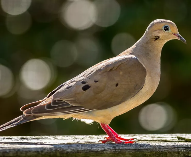 Mourning dove perched on a wooden plank