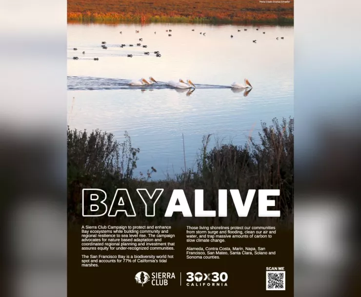Bay Alive Poster