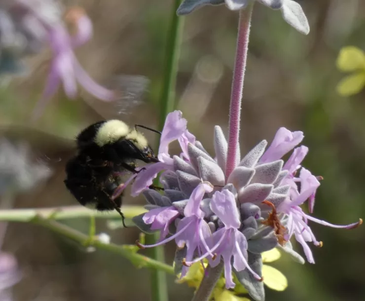 Bombus vosnesenskii bumblebee, Photo by Marie Martin
