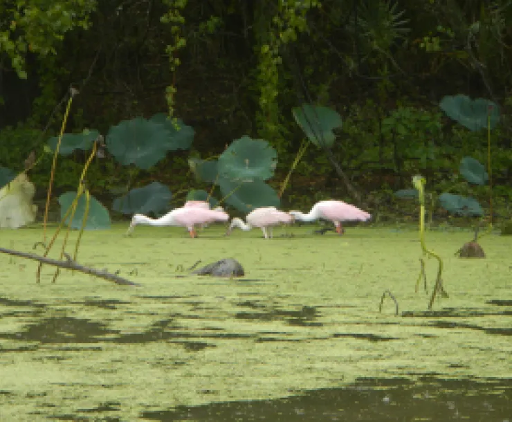 roseate spoonbills