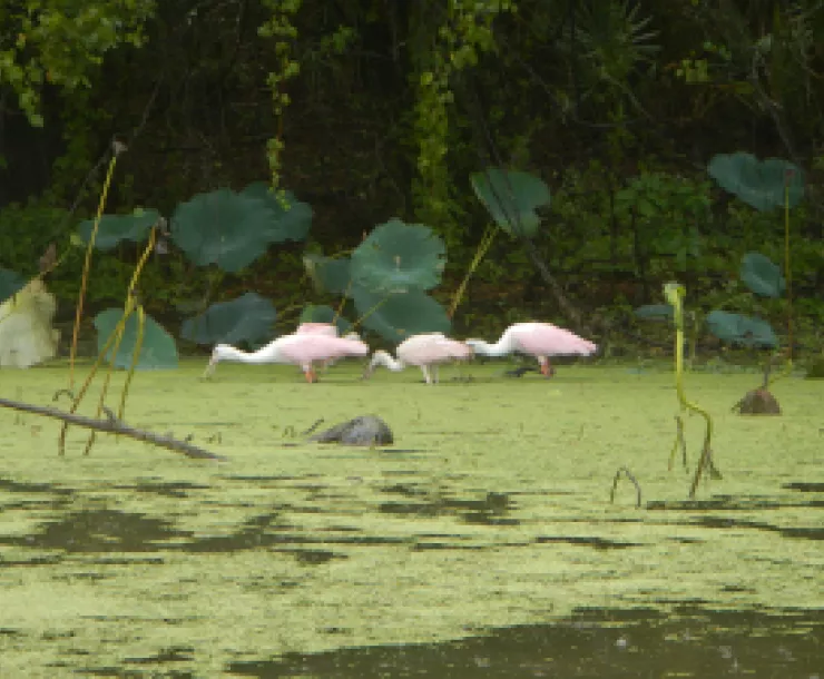 roseate spoonbills