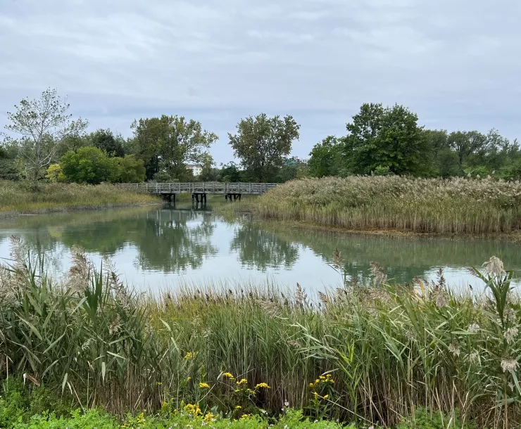 Marsh in East Boston