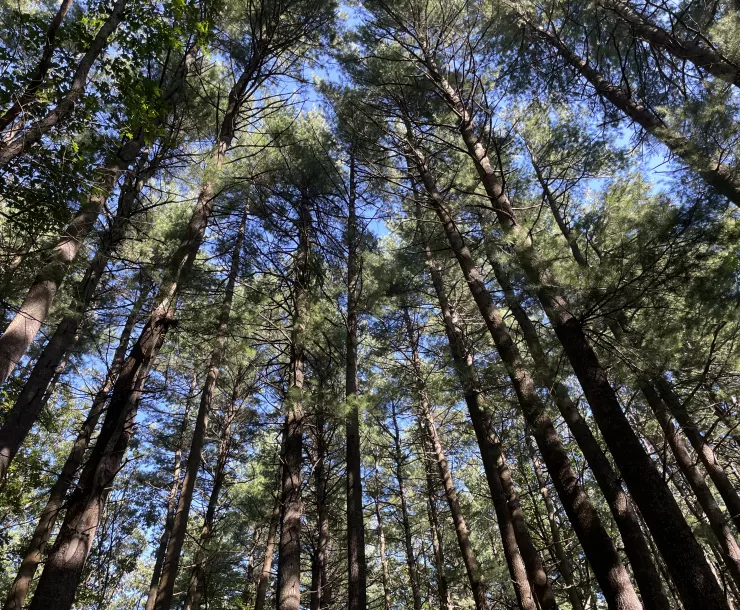 White Pine Tree canopy with a blue sky behind it
