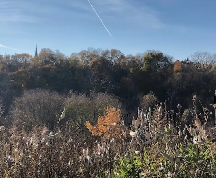 Fall trees above Milwaukee River 