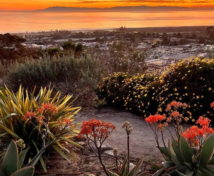 Santa Barbara-Ventura Condor Call Featured Image 202310