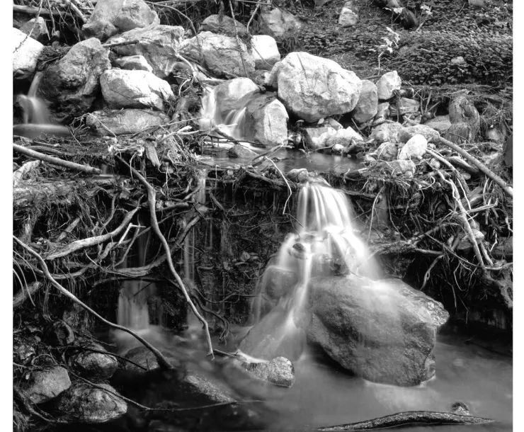 Water Study Part 1 by Michael Miner, Redwood National Park