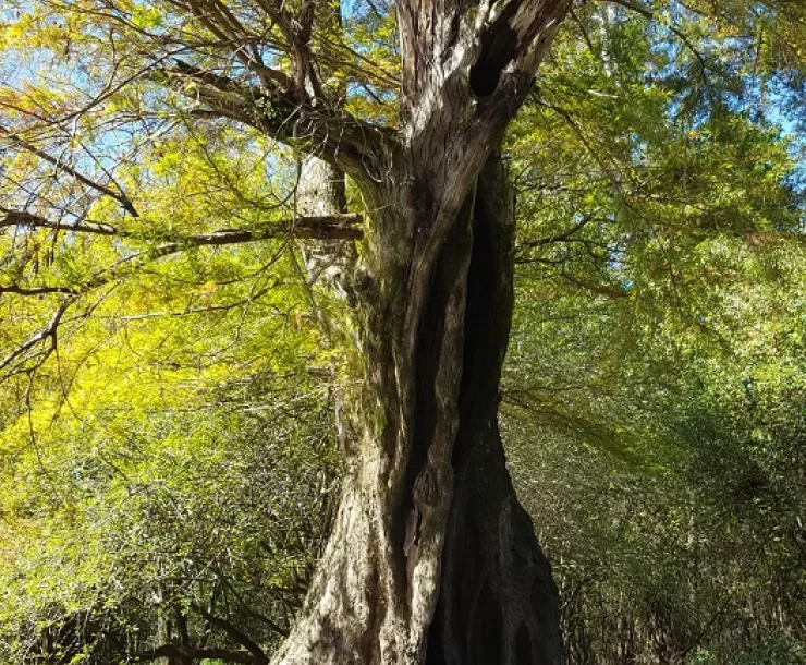 A massive cypress tree rises from the Nottaway River near the VA/TN border. Image by Shavon Peacock