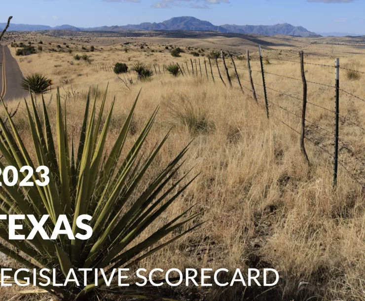 A dry Texas landscape with native plants in the foreground and a lonely road leading to hills in the distance. TEXT: 2023 Texas Legislative Scorecard
