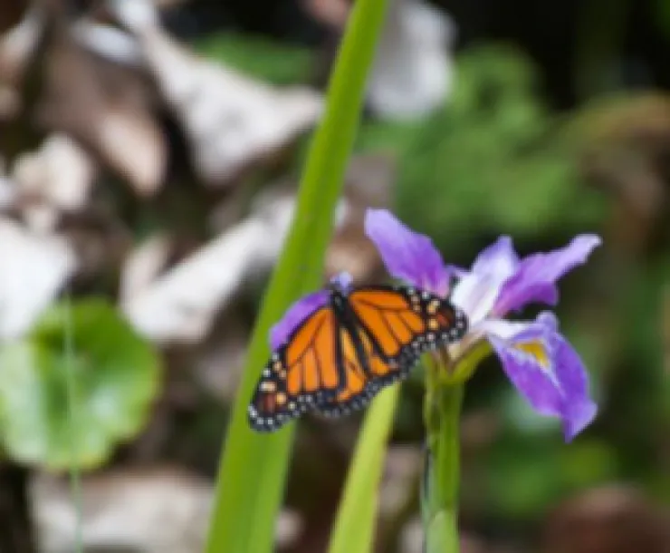 Monarch