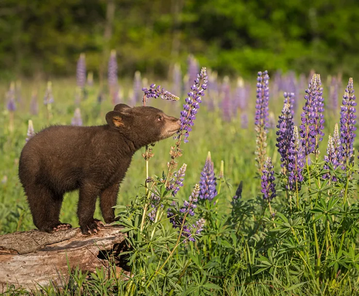 bear