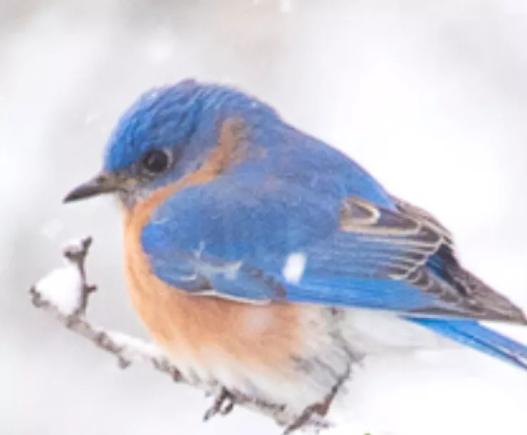 Bluebird