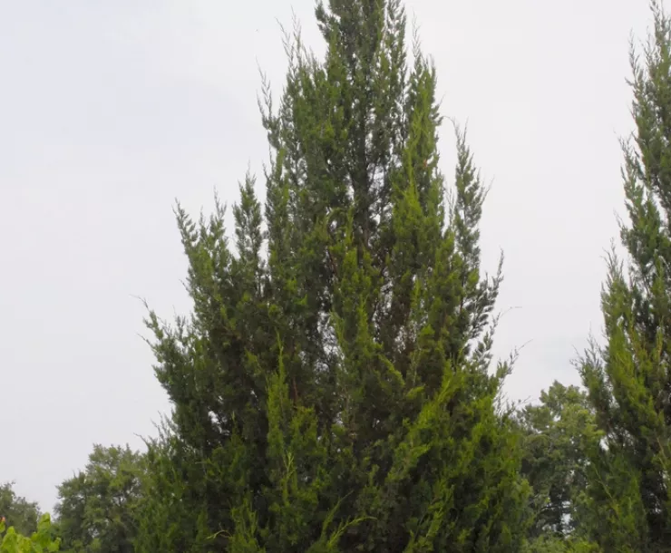 Evergreen tree outdoors