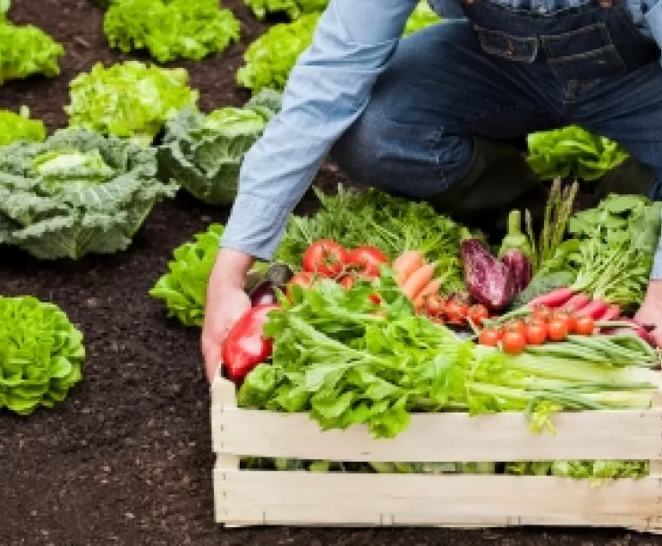 Photo of a person with a crate of fresh-picked vegetables
