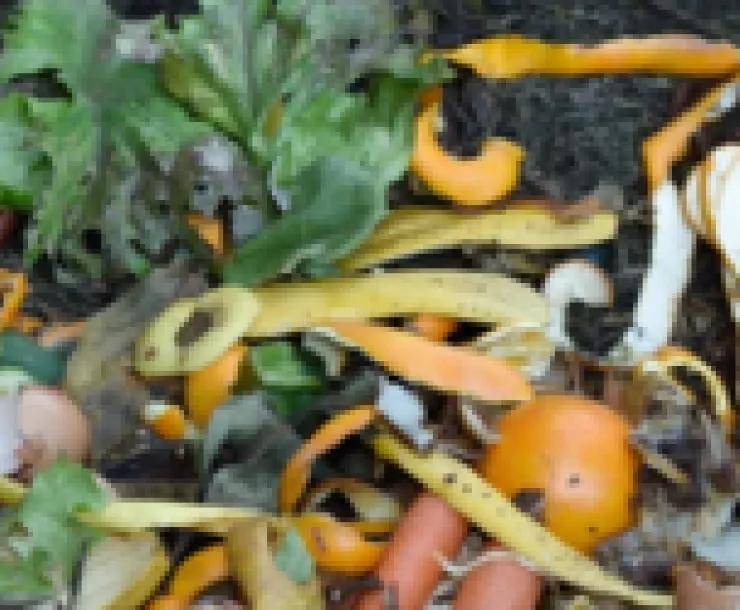 Some Compost