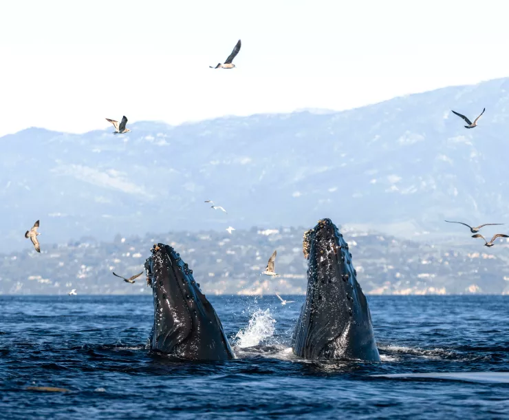 Two whales - Photo by Adam Ernster