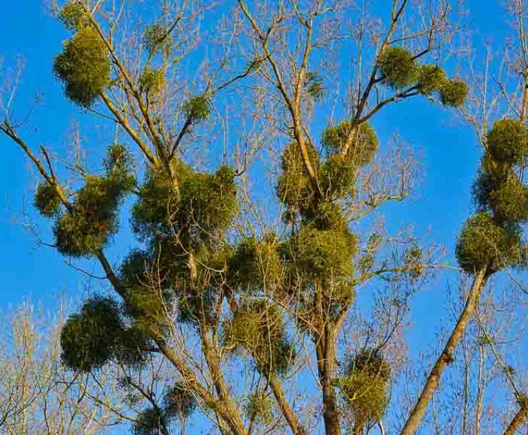 mistletoe hangs in balls on tree branches
