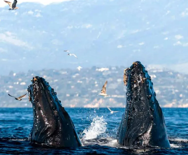 Whales from Condor Call cover Dec 2023