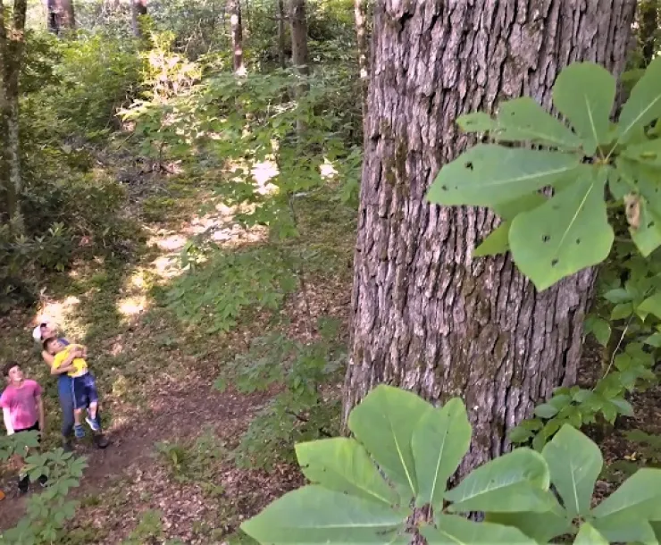 A family looks up at tree in the Pisgah National Forest
