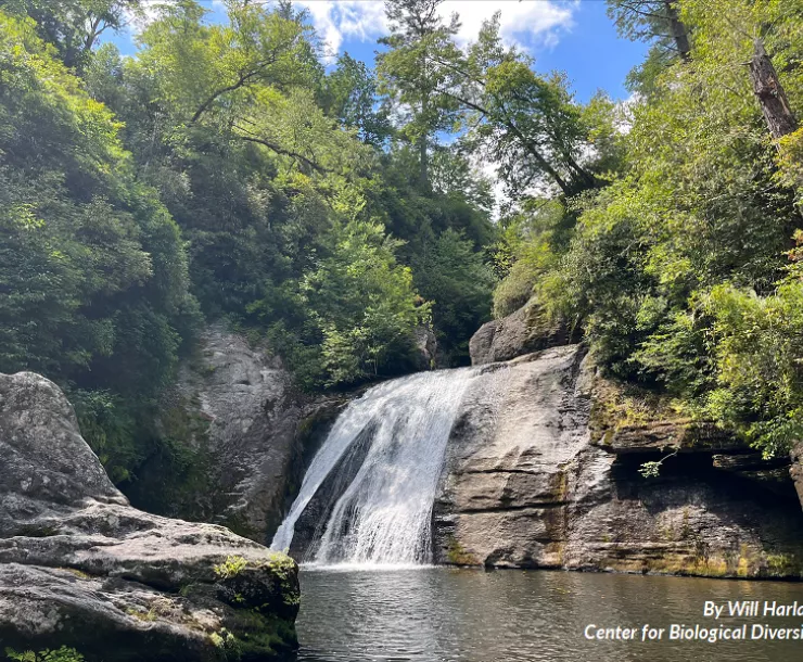 A waterfall in the Nantahala National Forest, by Will Harlan of the Center for Biological Diversity