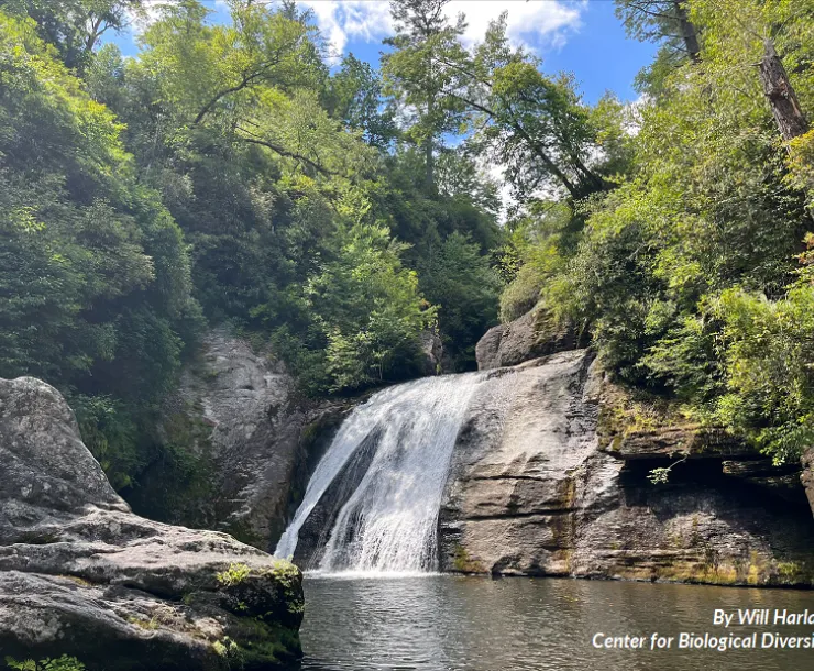 A waterfall in the Nantahala National Forest, by Will Harlan of the Center for Biological Diversity