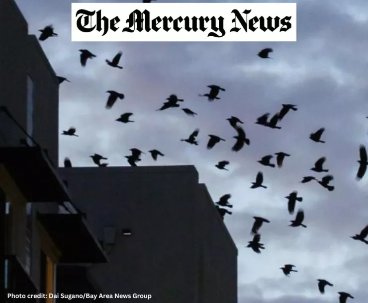 Mercury News Bird Strikes
