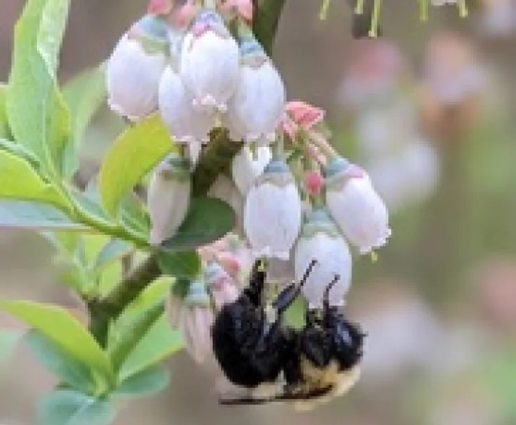 Bumblebee