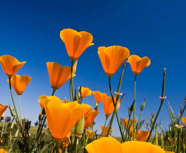 Poppies