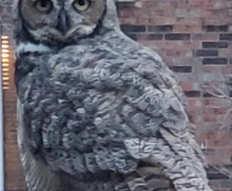 gray owl perched on deck railing in suburban back yard