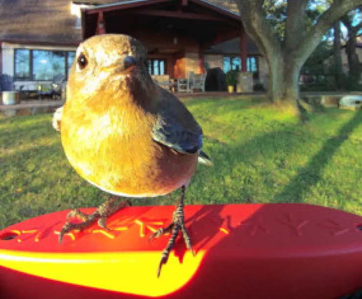 Bird feeder