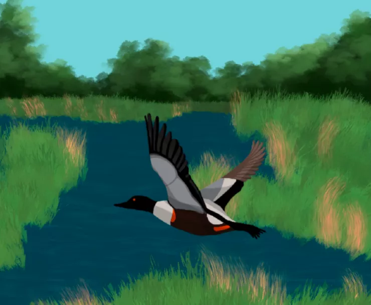 Painting of loon flying over wetlands