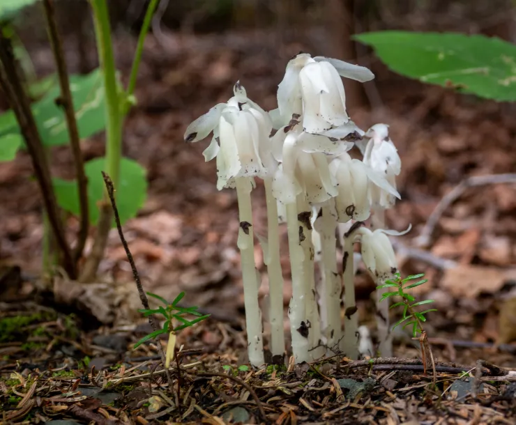 Ghost Pipe - photo credit: Steve Ring