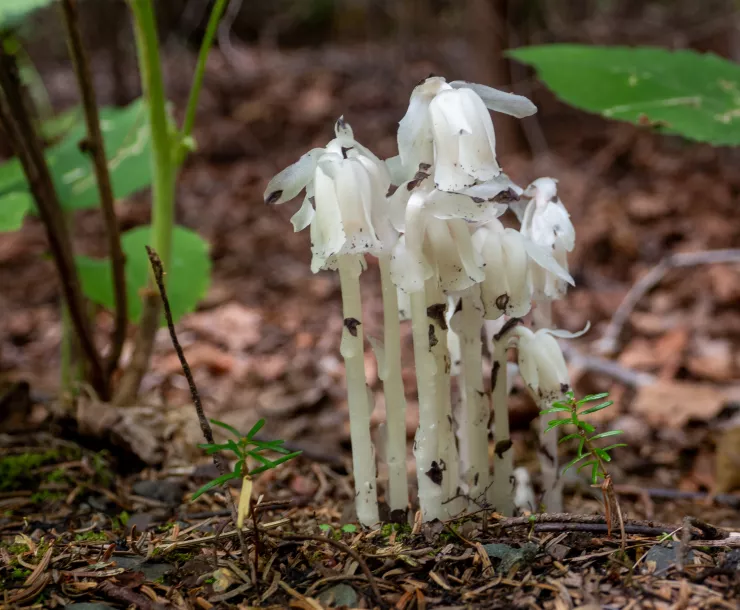 Ghost Pipe - photo credit: Steve Ring
