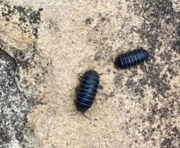 Pill bugs