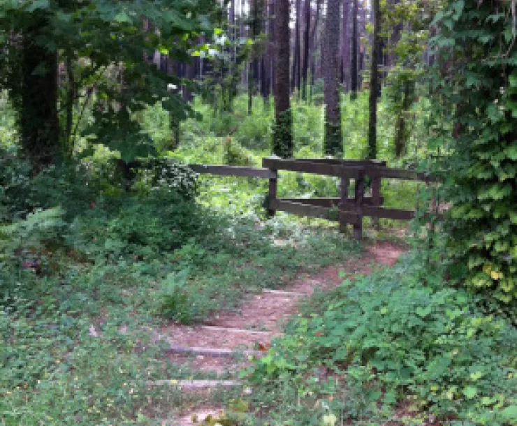 Hiking trail