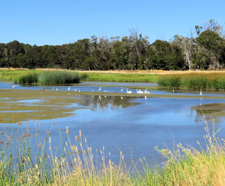 Wetlands Edge Park in AmCan