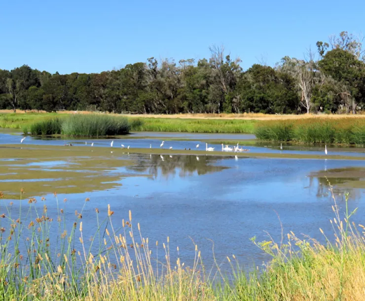 Wetlands Edge Park in AmCan