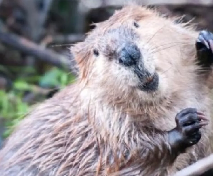 Beavers may want to come back to Sespe Creek with some help from humans.